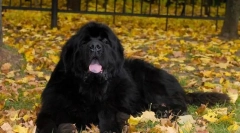 Newfoundland